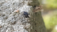 Harmonia quadripunctata