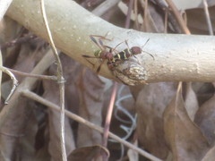 Neoclytus acuminatus