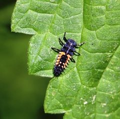 Harmonia axyridis