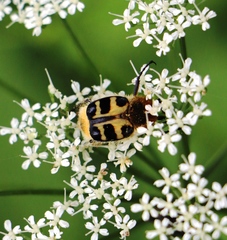 Trichius gallicus