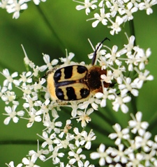 Trichius gallicus