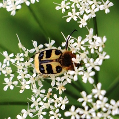Trichius gallicus