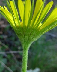 Doronicum plantagineum