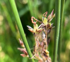 Juncus mexicanus