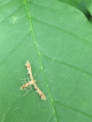 Geina periscelidactylus