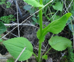 Doronicum plantagineum