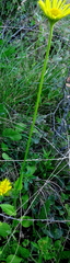 Doronicum plantagineum