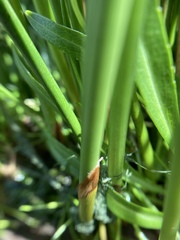 Juncus mexicanus
