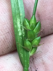 Carex jamesii
