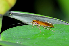 Ischnoptera bilunata