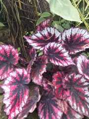 Begonia rex-cultorum