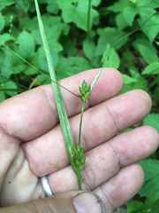 Carex jamesii
