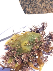 Halichondria panicea