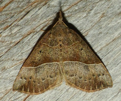 Hypena deceptalis