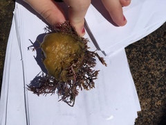 Halichondria panicea