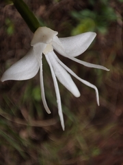 Habenaria grandifloriformis