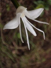 Habenaria grandifloriformis