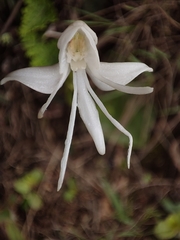 Habenaria grandifloriformis