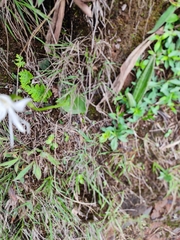 Habenaria grandifloriformis