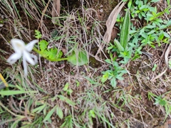 Habenaria grandifloriformis