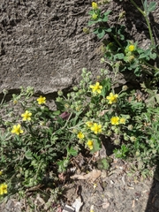 Potentilla argentea