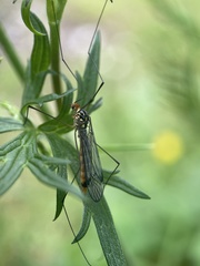 Nephrotoma flavipalpis