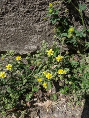 Potentilla argentea