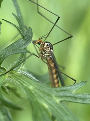 Nephrotoma flavipalpis