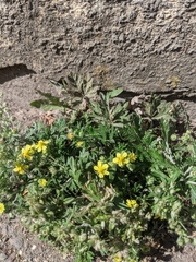 Potentilla argentea