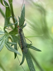 Nephrotoma flavipalpis