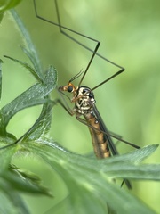 Nephrotoma flavipalpis