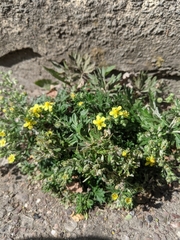 Potentilla argentea