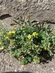 Potentilla argentea