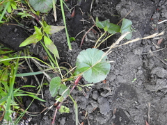 Sidalcea calycosa rhizomata