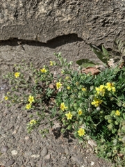 Potentilla argentea