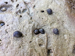 Littorina scutulata