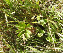 Sidalcea calycosa rhizomata