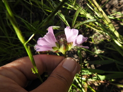 Sidalcea calycosa rhizomata