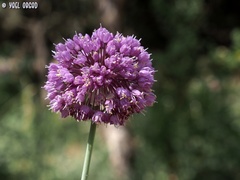 Allium carmeli
