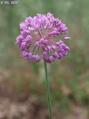 Allium carmeli