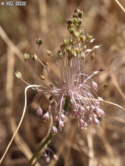 Allium daninianum