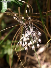 Allium daninianum