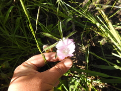 Sidalcea calycosa rhizomata