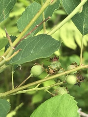 Amelanchier nantucketensis