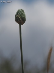 Allium phanerantherum