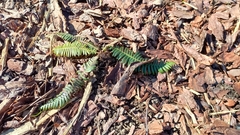 Struthiopteris niponica