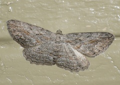 Stenoporpia pulmonaria