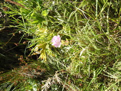 Sidalcea calycosa rhizomata