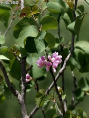 Cercis siliquastrum