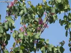 Cercis siliquastrum